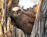 OwlNest-428.jpg