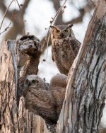 OwlNest-429.jpg