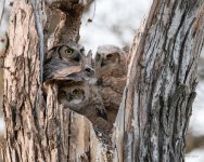 OwlNest-430.jpg