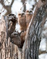 OwlNest-431.jpg