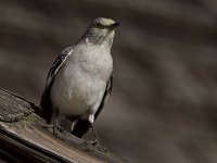Mockingbird.jpg
