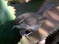 Wren5.jpg