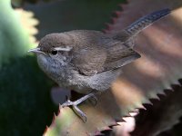 Wren6.jpg