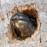 Woodpecker3.jpg
