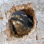 Woodpecker4.jpg