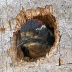 Woodpecker2.jpg
