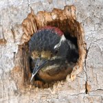 Woodpecker5.jpg