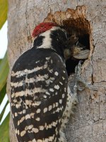 Woodpecker9.jpg