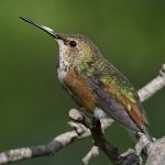 Hummer2.jpg