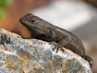 Lizard.jpg
