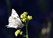 _ROY0893_00001.jpg