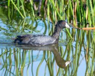 Coot-412.jpg