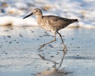 Willet-440.jpg