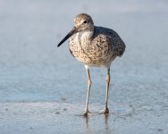 Willet-441.jpg