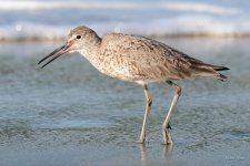 Willet-442.jpg