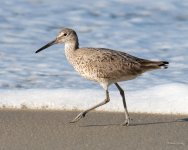 Willet-443.jpg