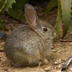 Bunny.jpg
