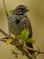 Sparrow5.jpg