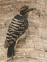 Woodpecker2.jpg