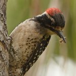 Woodpecker11.jpg