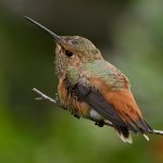 Hummer34.jpg