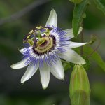 Passiflora.jpg