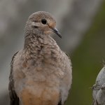 Pigeon.jpg