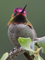 Hummer16.jpg