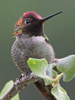 Hummer17.jpg