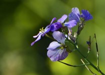 _ROY1036_00001.jpg