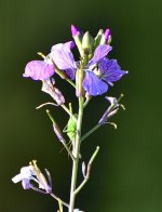 _ROY1039_00001.jpg