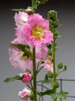 PinkFlower_2019_04_27.jpg