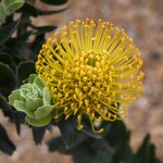 Grevillia.jpg