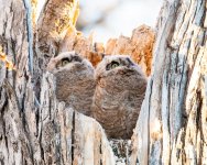 Owlets-422.jpg