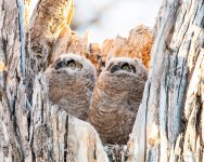 Owlets-423.jpg