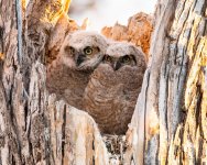 Owlets-420.jpg
