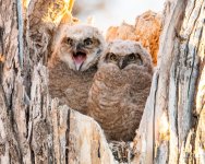 Owlets-421.jpg