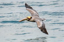 BrownPelican-400.jpg