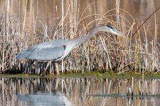 GBH-425.jpg