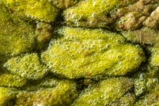 AbstractAlgae-400.jpg