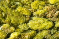 AbstractAlgae-401.jpg