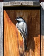 NestBox-404.jpg