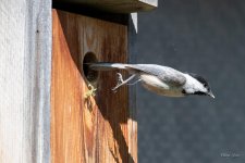 NestBox-405.jpg