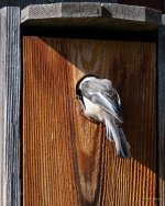 NestBox-406.jpg
