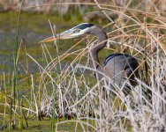 GBH-404.jpg
