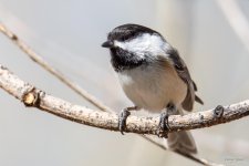 Chickadee-440.jpg