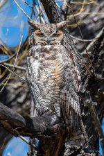 Owl-425.jpg