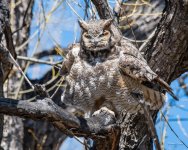 Owl-426.jpg