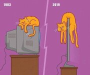 cat.jpg
