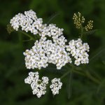 Achillea.jpg
